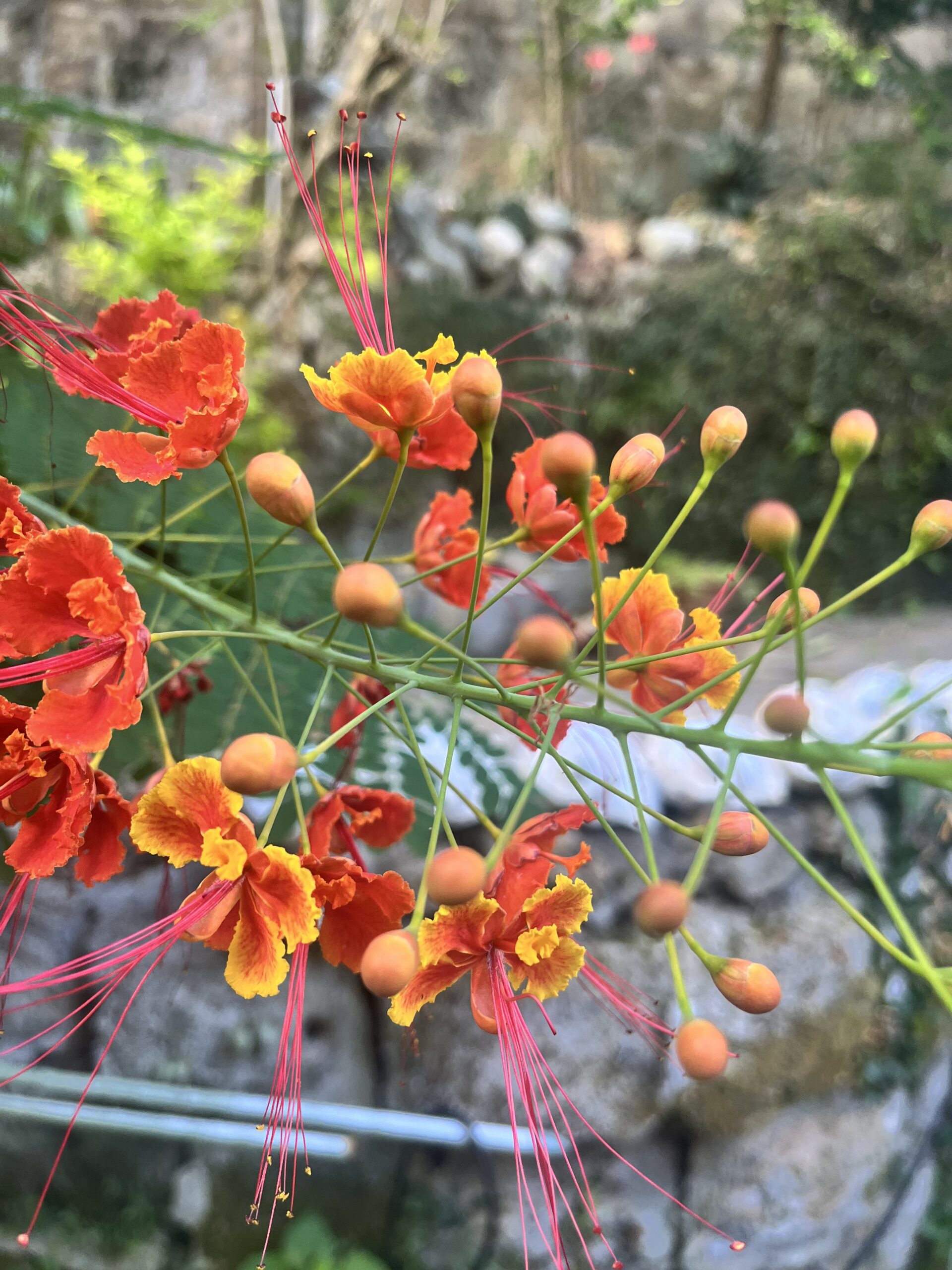 琉球文化を彩る紅型の秘密【工房時間】 | 【公式】琉球紅型の「城間
